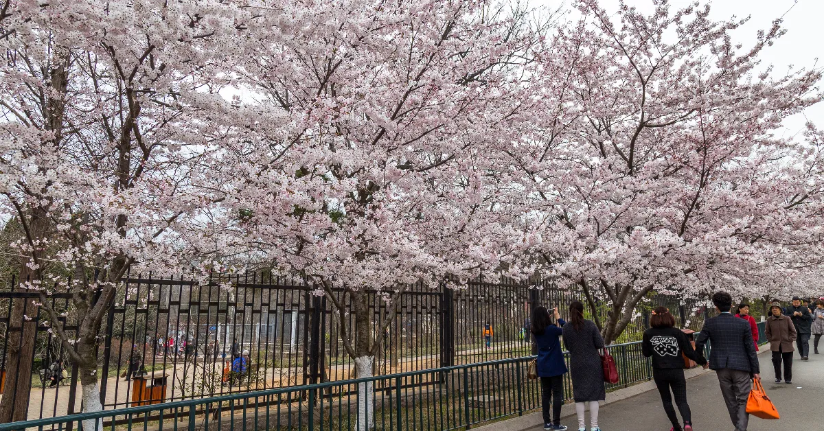 ทัวร์จีน ชิงเต่า เยียนไถ ซากุระจงซานพาร์ค (ไม่ลงร้าน)