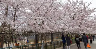 ทัวร์จีน ชิงเต่า เยียนไถ ซากุระจงซานพาร์ค (ไม่ลงร้าน)