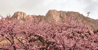 ทัวร์เกาหลี ซอรัคซาน ซากุระบานสะพรั่ง