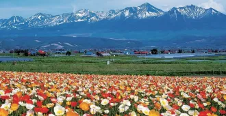 ทัวร์ญี่ปุ่น ฮอกไกโด ซัปโปโร โอตารุ สวนชิกิไซโนะโอกะ เนินพระพุทธเจ้า ฟาร์มโทมิตะ 