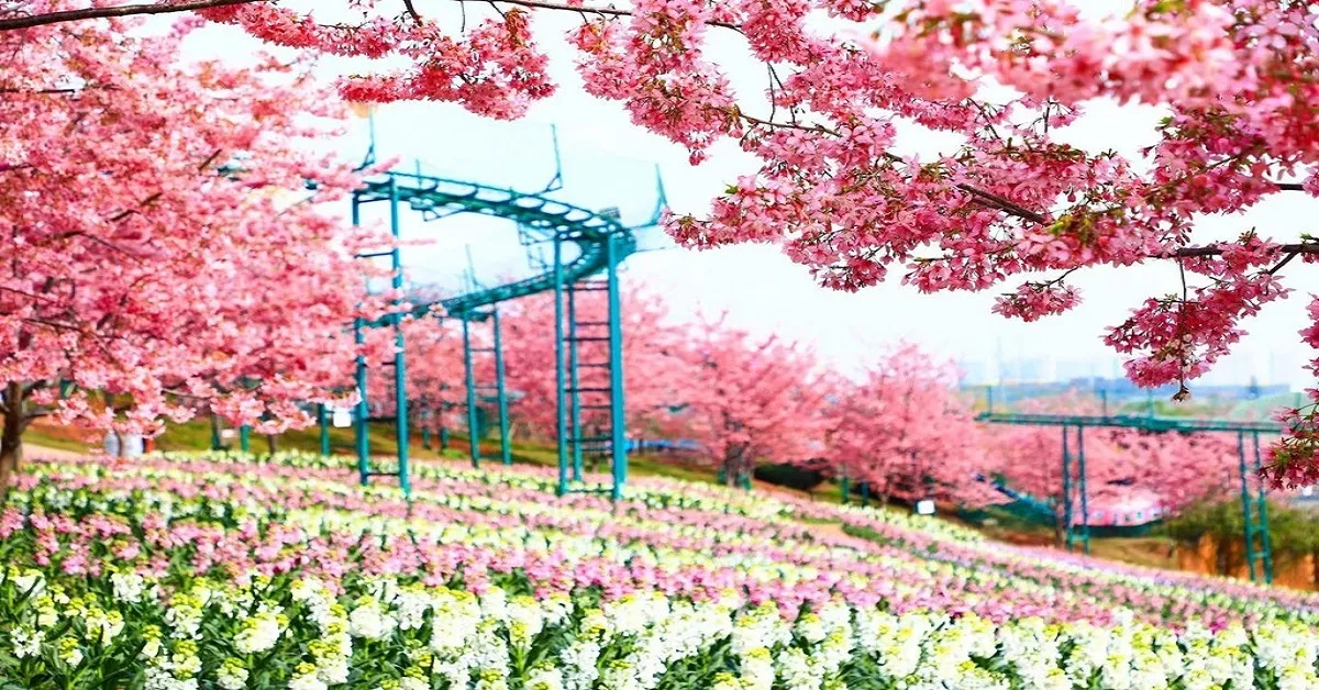 ทัวร์จีน เฉิงตู ฉงชิ่ง สวนดอกไม้ม่านฮวาจวงหยวน หงหยาต้ง (ลงร้าน)