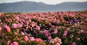 Europe Romania Bulgaria Rasnov Rose Festival - ทัวร์ยุโรป โรมาเนีย บัลแกเรีย ราซนอฟ ปราสาทแด๊กคูล่า เทศกาลดอกกุหลาบ