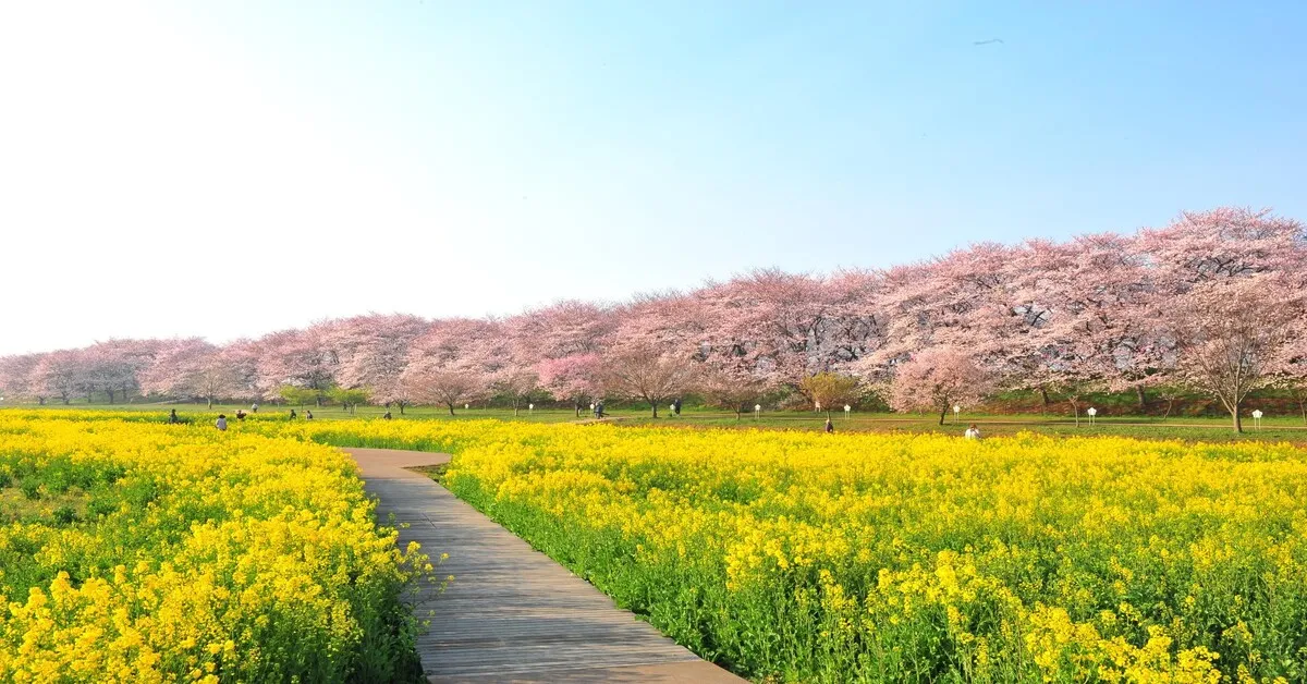 ทัวร์ญี่ปุ่น ฟุกุโอกะ คิวชู เทศกาลซากุระ ทุ่งดอกนาโนะฮานะ สวนสนุกเฮาส์ เทนบอช