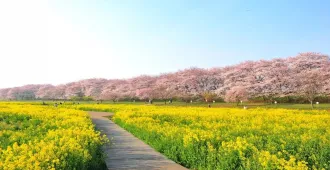 ทัวร์ญี่ปุ่น ฟุกุโอกะ คิวชู เทศกาลซากุระ ทุ่งดอกนาโนะฮานะ สวนสนุกเฮาส์ เทนบอช