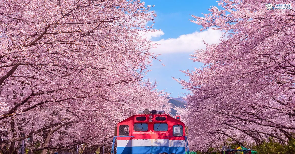 ทัวร์เกาหลี สงกรานต์ ปูซาน เทศกาลซากุระจินแฮ หมู่บ้านวัฒนธรรมอินชอน 