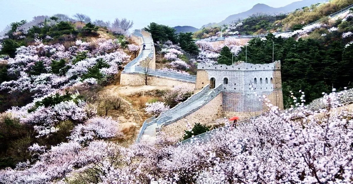 ทัวร์จีน ปักกิ่ง จัตุรัสเทียนอันเหมิน หอฟ้าเทียนถาน ชมซากุระบาน กำแพงเมืองจีน (ไม่ลงร้าน) 