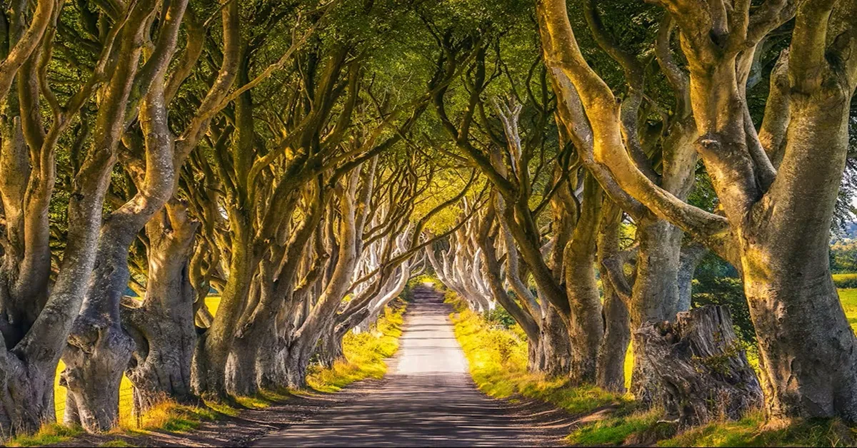 Europe England Scotland Ireland Isle Game of Thrones Dark Hedges and Giant's Causeway - ทัวร์ยุโรป อังกฤษ สกอตแลนด์ ไอร์แลนด์  อุโมงค์ต้นไม้แห่ง Game of Thrones ไจแอนท์ คอสเวย์ 