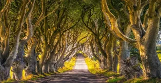 Europe England Scotland Ireland Isle Game of Thrones Dark Hedges and Giant's Causeway - ทัวร์ยุโรป อังกฤษ สกอตแลนด์ ไอร์แลนด์  อุโมงค์ต้นไม้แห่ง Game of Thrones ไจแอนท์ คอสเวย์ 