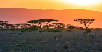 Africa Kenya Tanzania Amboseli National Park Ngorongoro Crater - ทัวร์แอฟริกา เคนย่า แทนซาเนีย อุทยานแห่งชาติอัมโบเซลี ภูเขาไฟโกรงโกโร 