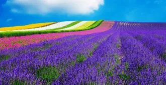 ทัวร์ญี่ปุ่น ฮอกไกโด ซัปโปโร ฟูราโนะ โอตารุ สวนชิกิไซโนะโอกะ (อิสระ 1 วัน)