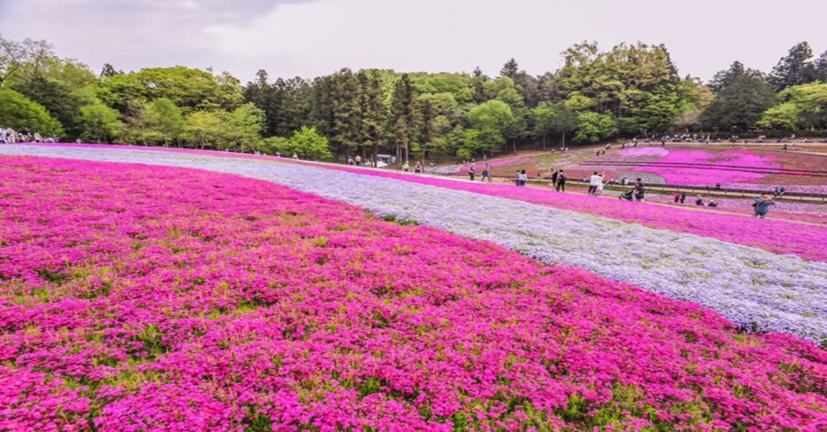 ทัวร์ญี่ปุ่น ฮอกไกโด โซอุนเคียว คลองโอตารุ พิพิธภัณฑ์กล่องดนตรี ชมทุ่งดอกชิบะซากุระ PINK MOSS ณ สวนทาคิโนอูเอะ 
