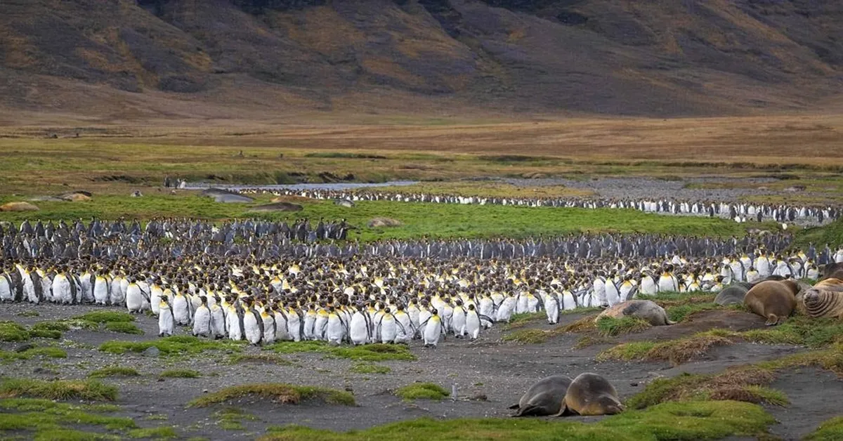 Oceania New Zealand Dunedin Subantarctic Islands Snares Islands Macquarie Island - ทัวร์โอเชียเนีย นิวซีแลนด์ ดันนีดิน หมู่เกาะซีกโลกใต้ หมู่เกาะสแนร์ส เกาะแมคควารี 