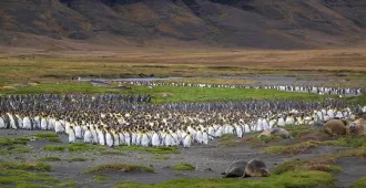 Oceania New Zealand Dunedin Subantarctic Islands Snares Islands Macquarie Island - ทัวร์โอเชียเนีย นิวซีแลนด์ ดันนีดิน หมู่เกาะซีกโลกใต้ หมู่เกาะสแนร์ส เกาะแมคควารี 