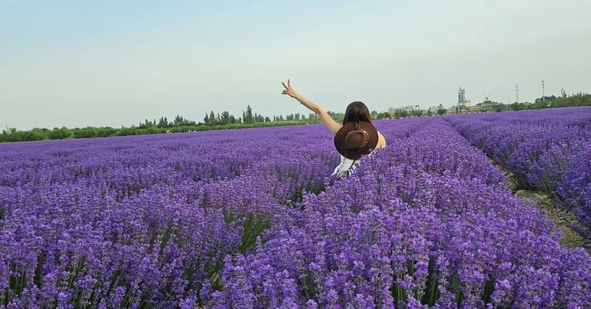 ทัวร์จีน ซินเจียง อี้หนิง นาราถี ทุ่งดอกลาเวนเดอร์ (ไม่ลงร้าน) 