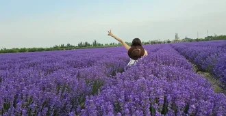 ทัวร์จีน ซินเจียง อี้หนิง นาราถี ทุ่งดอกลาเวนเดอร์ (ไม่ลงร้าน) 