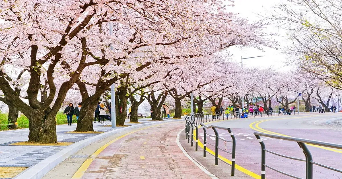 ทัวร์เกาหลี ซูวอน โซล เทศกาลชมซากุระยออิโด สวนสนุกเอเวอร์แลนด์