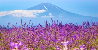 ทัวร์ญี่ปุ่น โตเกียว โอซาก้า คามิโคจิ สวนโออิชิ ปาร์ค ปราสาทมัตสึโมโต้ หมู่บ้านมรดกโลก ชิราคาวาโกะ