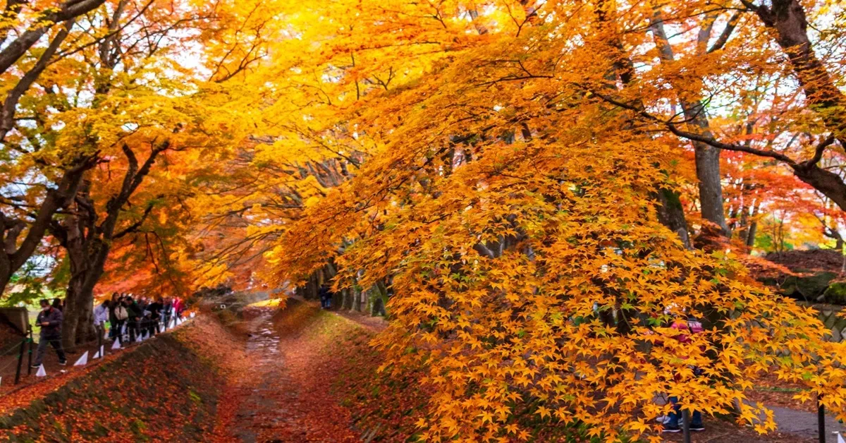 ทัวร์ญี่ปุ่น โตเกียว คาวาโกเอะ หมู่บ้านน้ำใสโอชิโนะ ฮักไก อุโมงค์ใบเมเปิ้ล โมมิจิ ไคโร หลวงพ่อโตไดบุตสิ