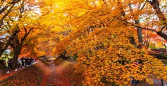 ทัวร์ญี่ปุ่น โตเกียว คาวาโกเอะ หมู่บ้านน้ำใสโอชิโนะ ฮักไก อุโมงค์ใบเมเปิ้ล โมมิจิ ไคโร หลวงพ่อโตไดบุตสิ