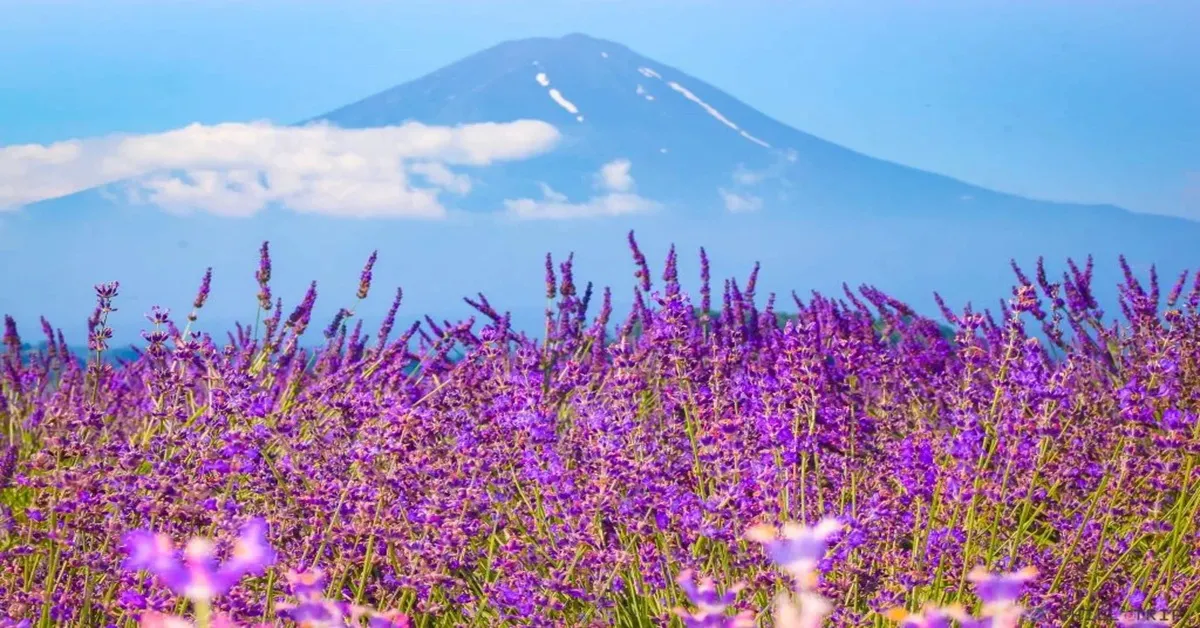 ทัวร์ญี่ปุ่น โตเกียว นาริตะ ฟูจิ ทุ่งลาเวนเดอร์ แมวกวักนำโชค พักออนเซ็น