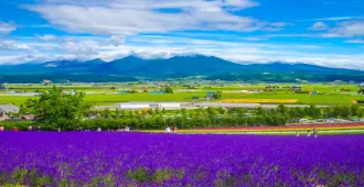 ทัวร์ญี่ปุ่น ซุปตาร์ ฮอกไกโด อาซาฮิคาว่า โอตารุ น้ำตกชิราฮิเกะ ฟาร์มโทมิตะ