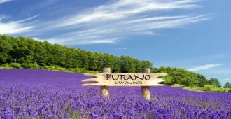 ทัวร์ญี่ปุ่น มหัศจรรย์..ฮอกไกโด โทมิตะฟาร์ม บิเอะ อาซาฮิกาว่า โอตารุ