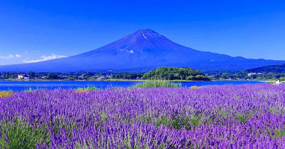 ทัวร์ญี่ปุ่น โยโกฮาม่า ยามานาชิ โตเกียว ชมทุ่งลาเวนเดอร์ฟูจิ วัดโคโตคุอิน ไหว้พระใหญ่ไดบุตสึ