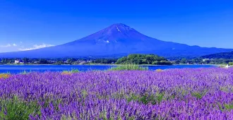 ทัวร์ญี่ปุ่น โยโกฮาม่า ยามานาชิ โตเกียว ชมทุ่งลาเวนเดอร์ฟูจิ วัดโคโตคุอิน ไหว้พระใหญ่ไดบุตสึ