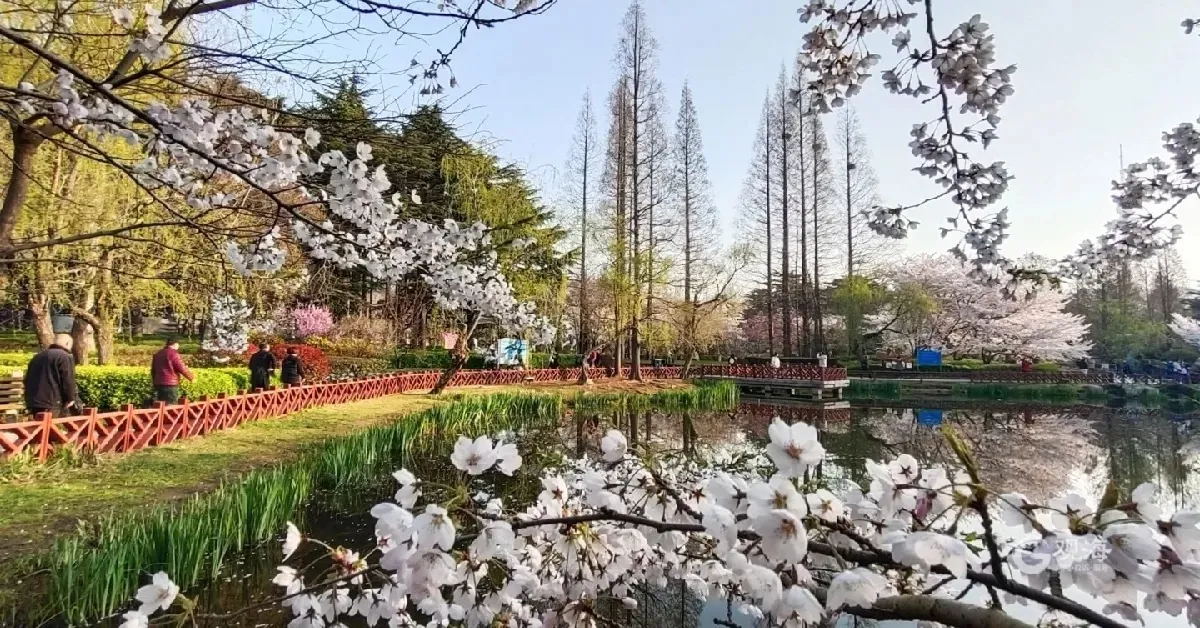 ทัวร์จีน ชิงเต่า โรงงานเบียร์ชิงเต่า ซาจื่อโข่ว ภูเขาเหลาซาน สวนจงซานพาร์ค ช้อปปิ้งถนนคนเดินไถตง