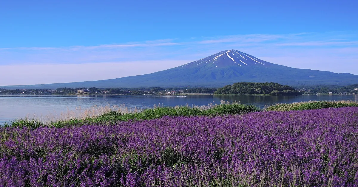 ทัวร์ญี่ปุ่น โตเกียว ฟูจิ คามาคุระ เอโนชิมะ