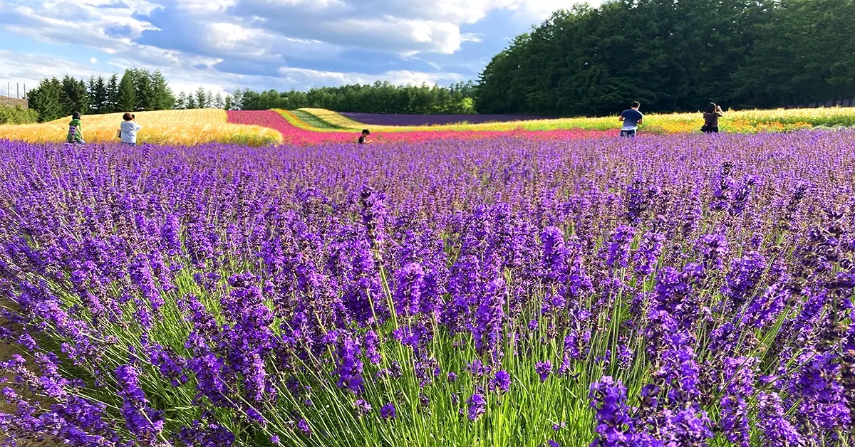 ทัวร์ญี่ปุ่น ฮอกไกโด อาซาฮิคาว่า ซัปโปโร ฟุราโนะ