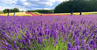 ทัวร์ญี่ปุ่น ฮอกไกโด อาซาฮิคาว่า ซัปโปโร ฟุราโนะ